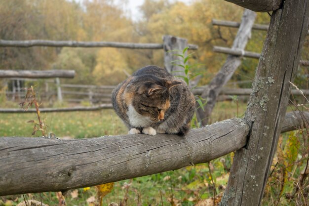 Cat sits on a wooden fence in autumn in the village