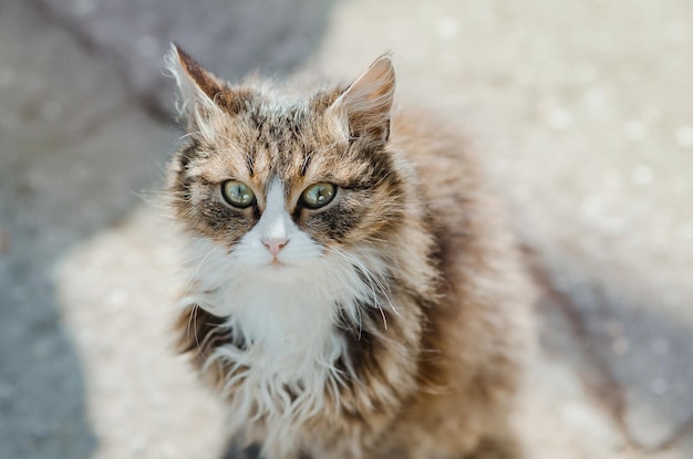 The cat sits in the yard