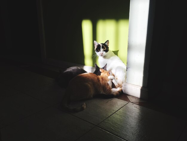 写真 家に座っている猫