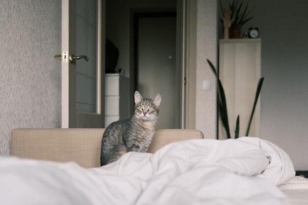 Foto il gatto seduto sul letto a casa