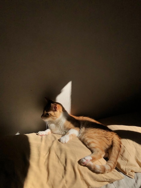 Кошка, сидящая дома на кровати.