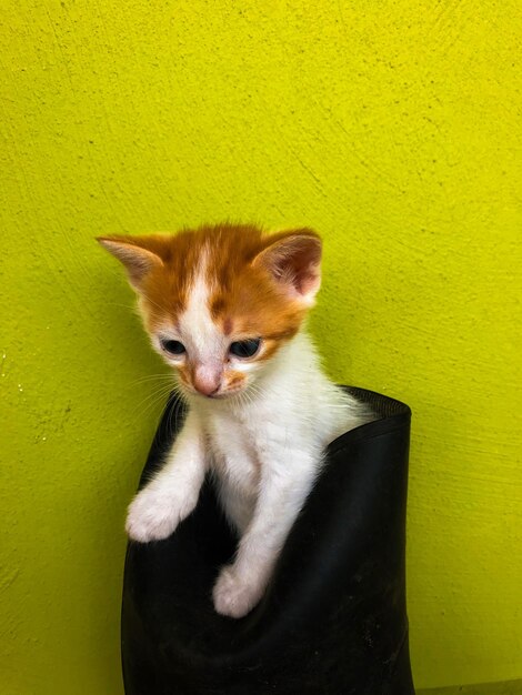 Cat sitting in a boot by yellow wall