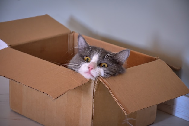Кошка сидит в коробке, портрет кошки