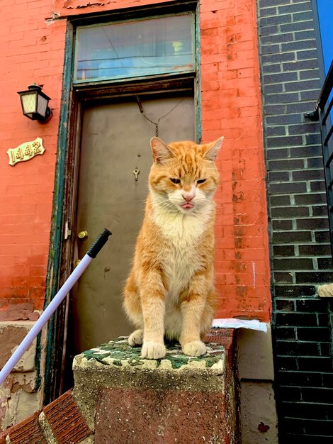 Cat sitting in a building