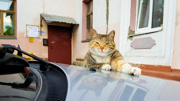 Photo cat sitting in a building