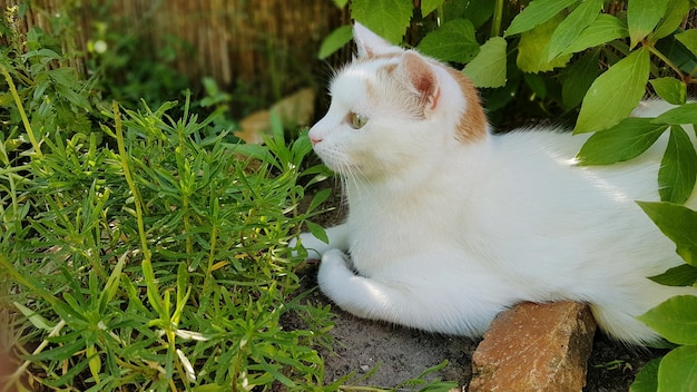 Кошка сидит у растений.
