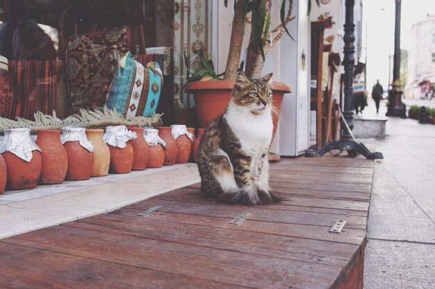 Cat sitting by pots of store in city