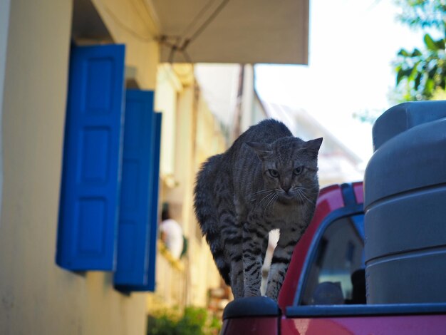 Foto gatto seduto in un'auto