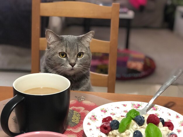 Photo cat sitting on chair by table