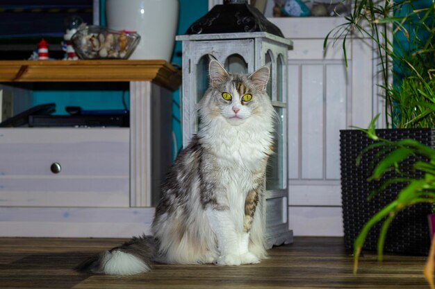 Cat sitting on chair at home