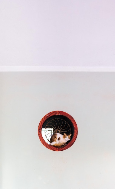 Foto gatto seduto su un davanzale circolare