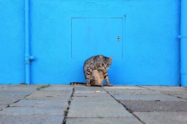 Cat sitting on door