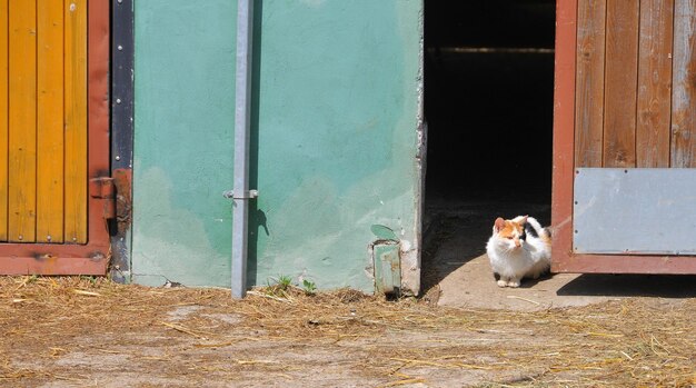 Cat sitting on entrance of building