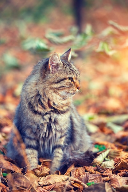 Cat sitting on the fallen leaves in autumn