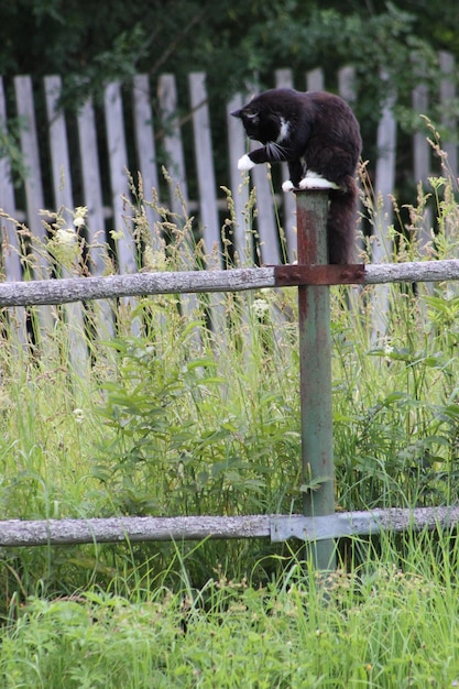 Foto gatto seduto sulla recinzione