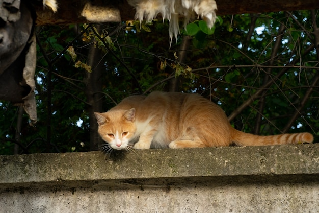 Cat sitting on the fence