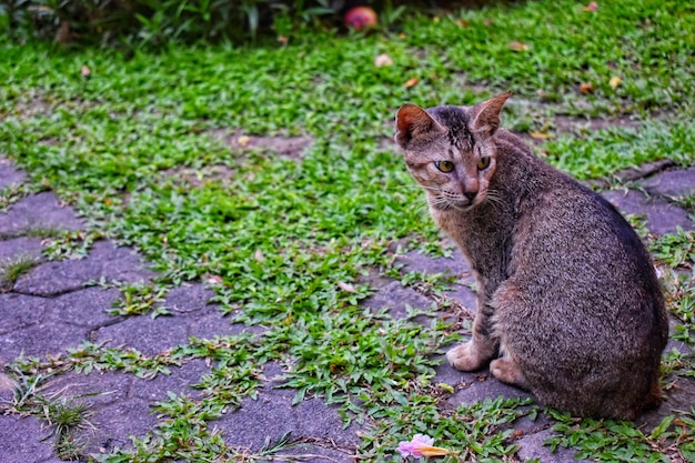 Photo cat sitting on field