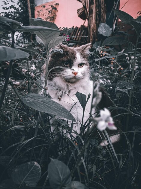 Photo cat sitting on field