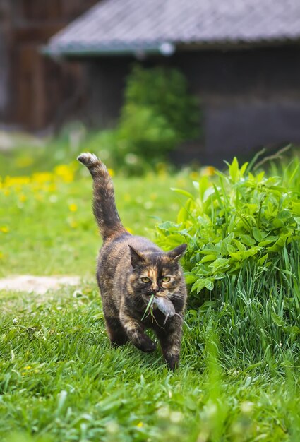 Cat sitting on field