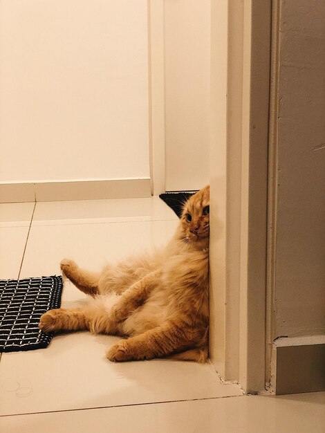 Cat sitting on floor at home