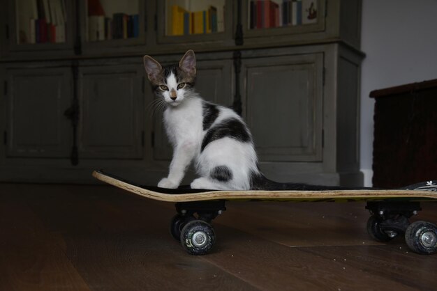 Photo cat sitting on floor