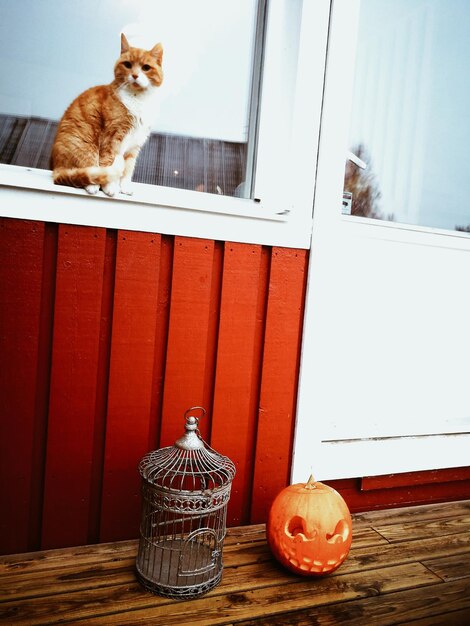 Photo cat sitting on floor