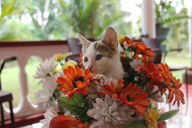 Foto gatto seduto in un fiore