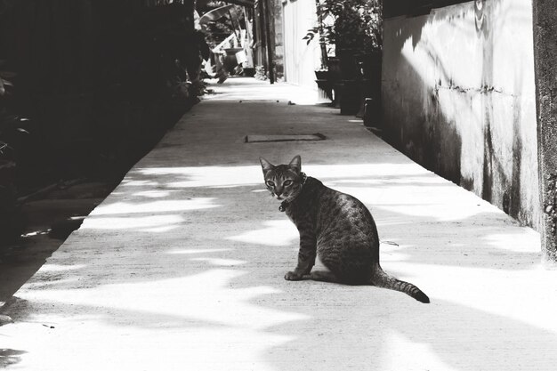 Photo cat sitting on footpath in city