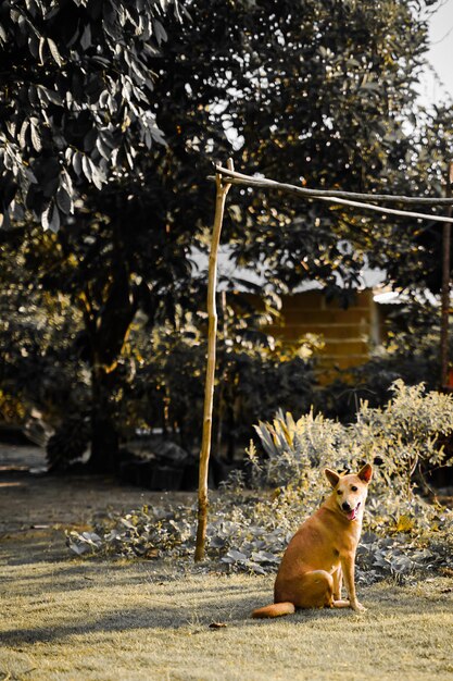 Cat sitting on footpath