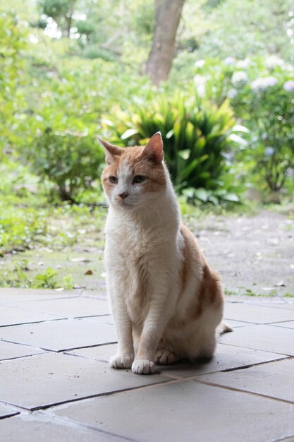 Cat sitting on footpath