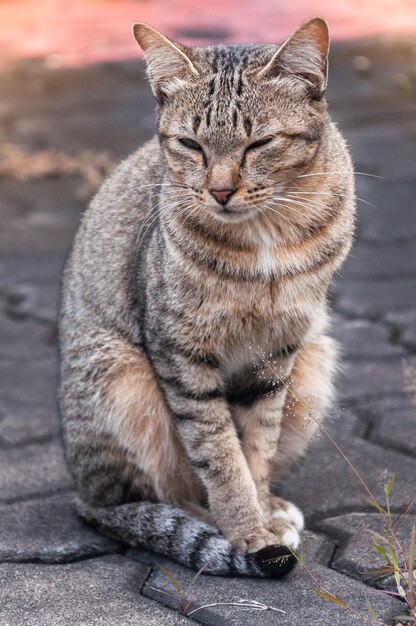 Foto gatto seduto sul sentiero