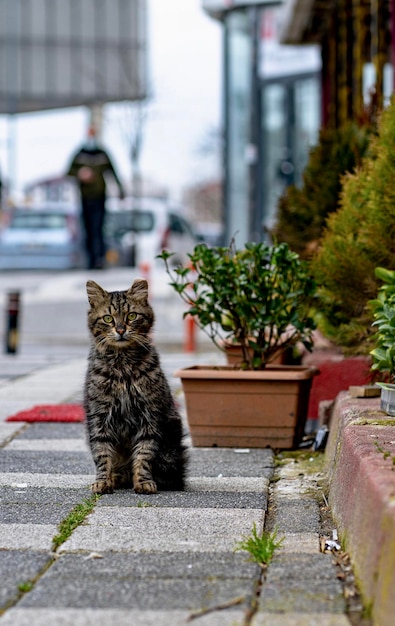 Кошка, сидящая на тропинке.