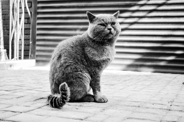 Photo cat sitting on footpath