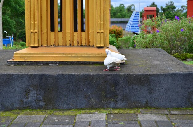 Cat sitting on footpath