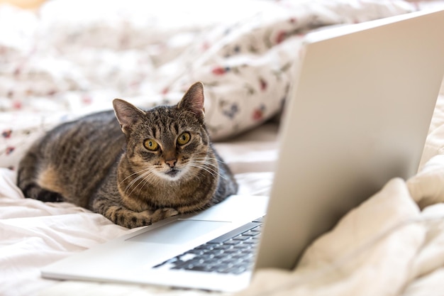 Photo cat sitting in front of laptop