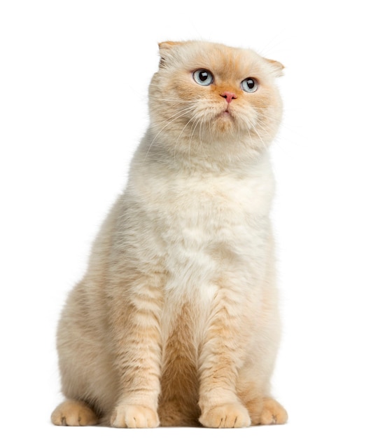 Cat sitting in front of a white wall