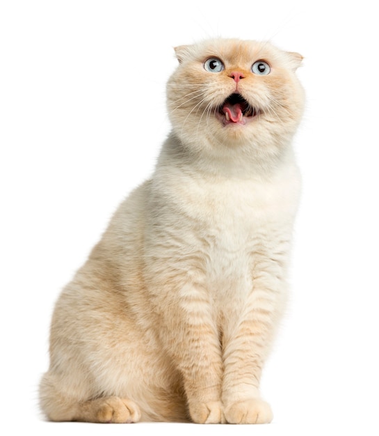 Cat sitting in front of a white wall