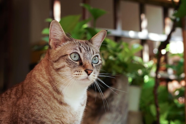 The cat sitting in the garden looks very cute