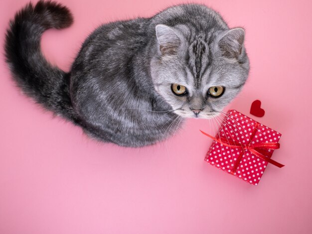 Cat sitting next to gift with heart and looking up at camera, pink background, empty space for text