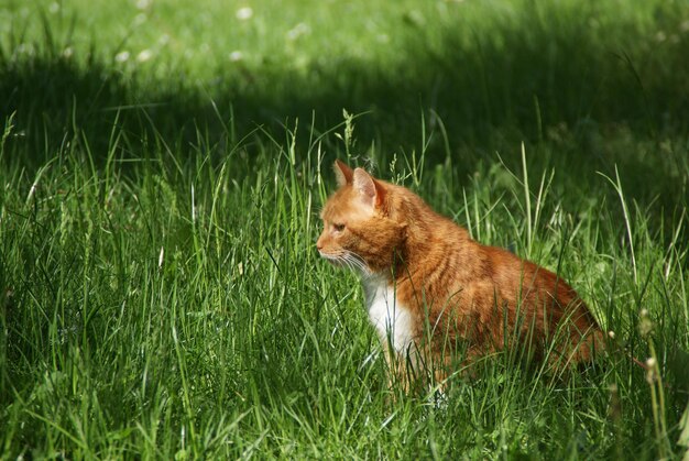 Cat sitting on grass field