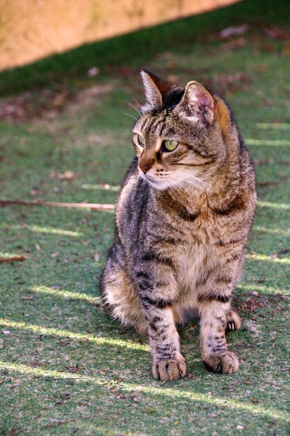 Cat sitting on grass