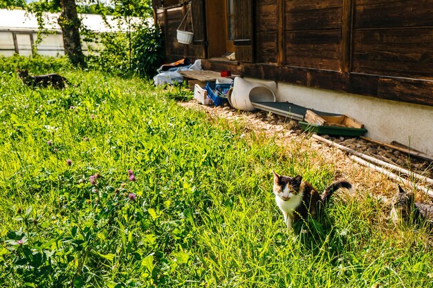 Cat sitting on grass