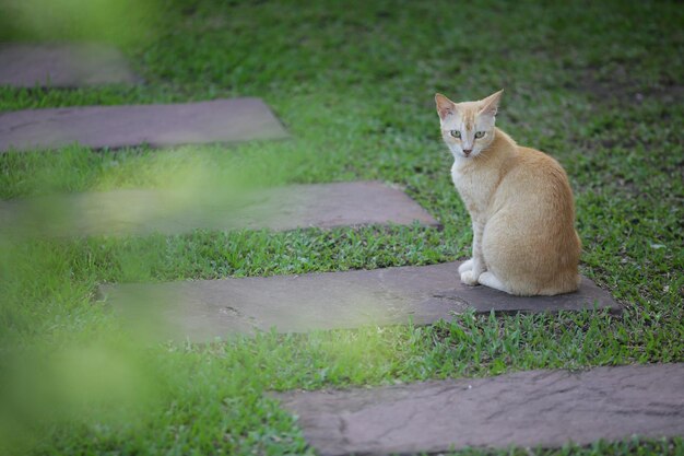 Cat sitting on grass