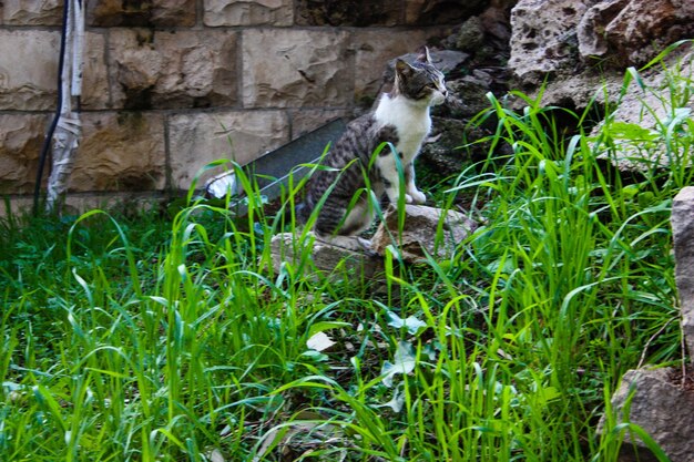 Cat sitting on grass