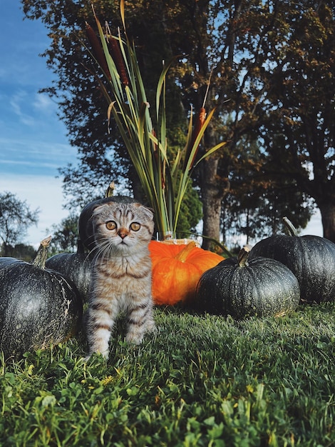 Foto gatto seduto sul campo erboso