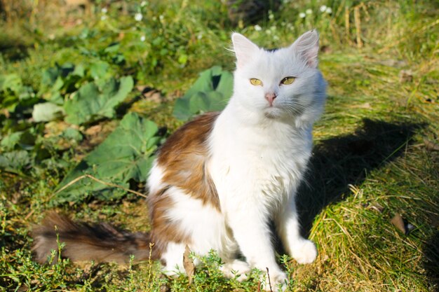 緑の芝生の上に座っている猫