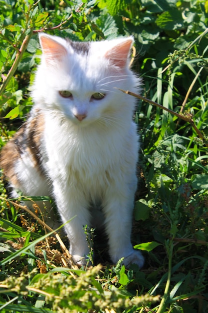 Cat sitting on green grass