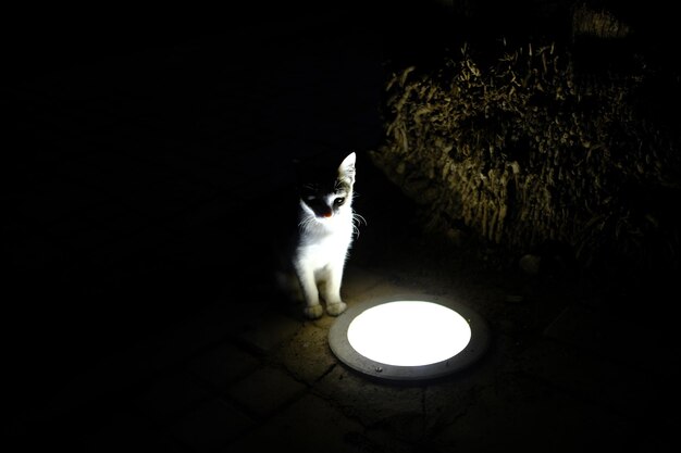 Photo cat sitting at illuminated night