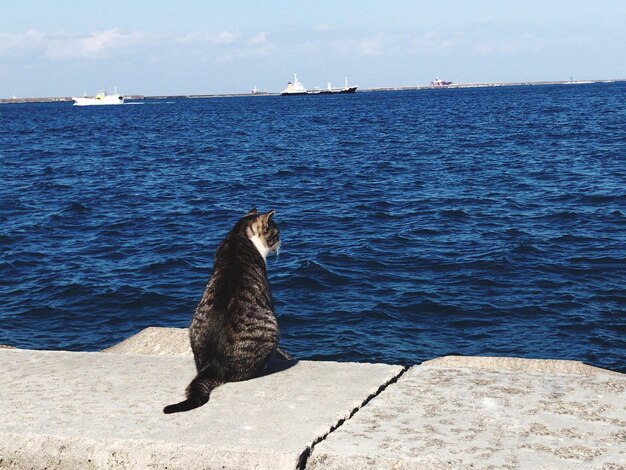 写真 海に座っている猫