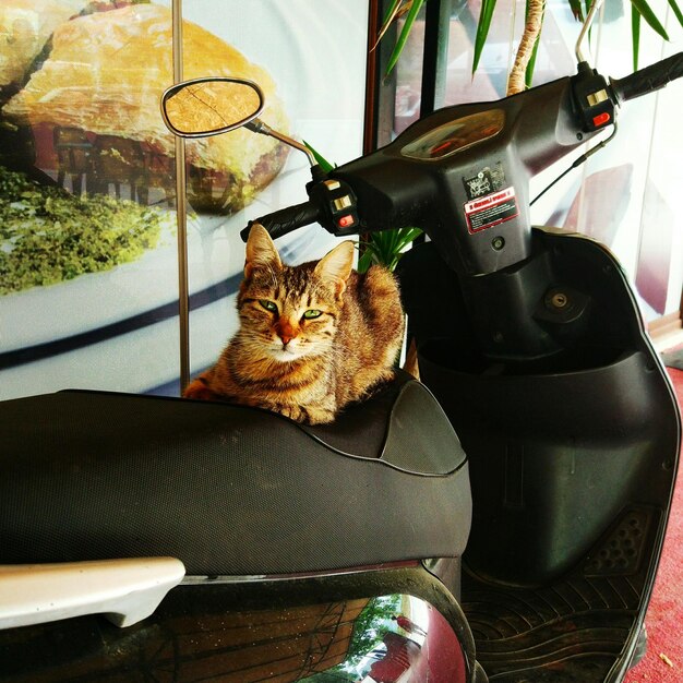 Photo cat sitting in kitchen